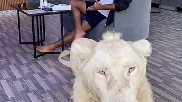 La fiera se convierte en perro.