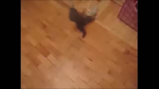 Cat attacks toy dog