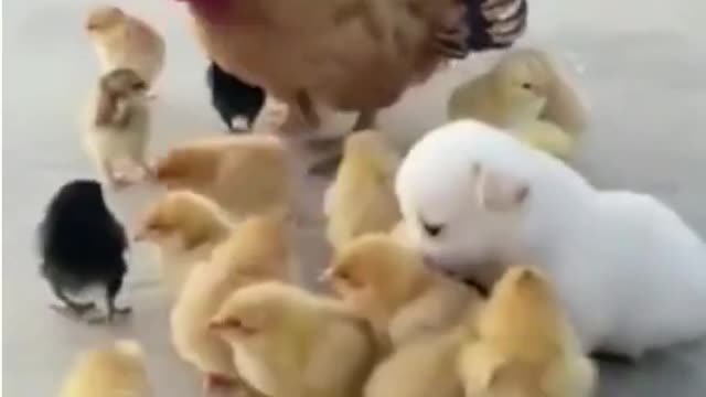 Cute chick and puppy