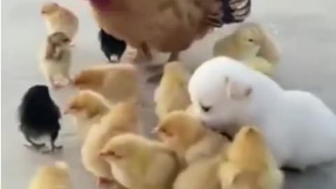 Cute chick and puppy