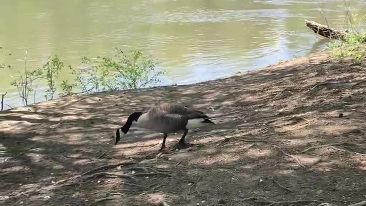 Canada goose waterfowl found in mountains of North Carolina