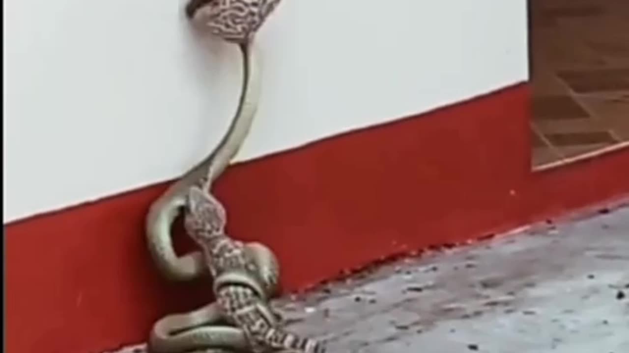 Big snake vs dregan fight #animals #fight #shorts