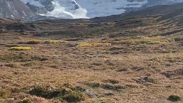 Athabasca Glacier in autumn colors🍂🇨🇦