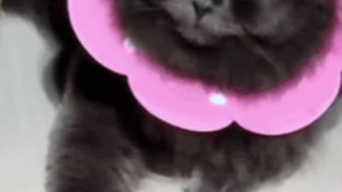 Cute Cat Gif