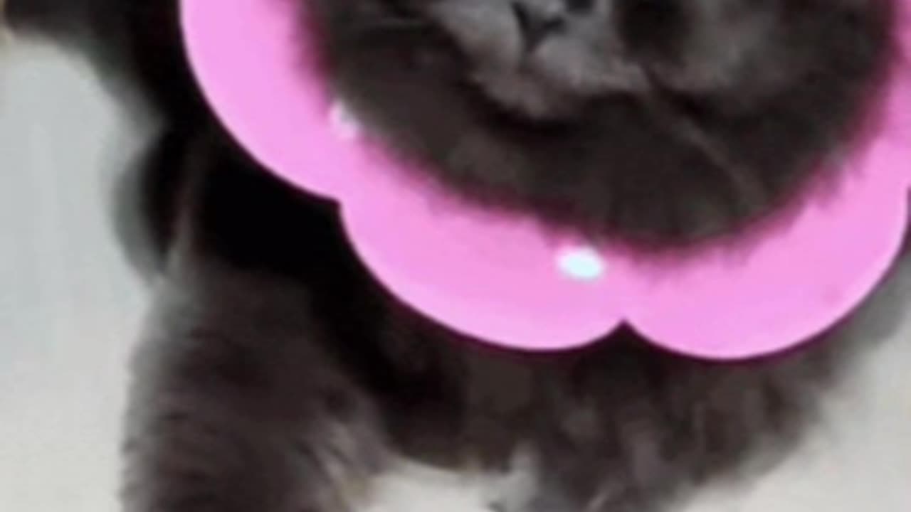 Cute Cat Gif