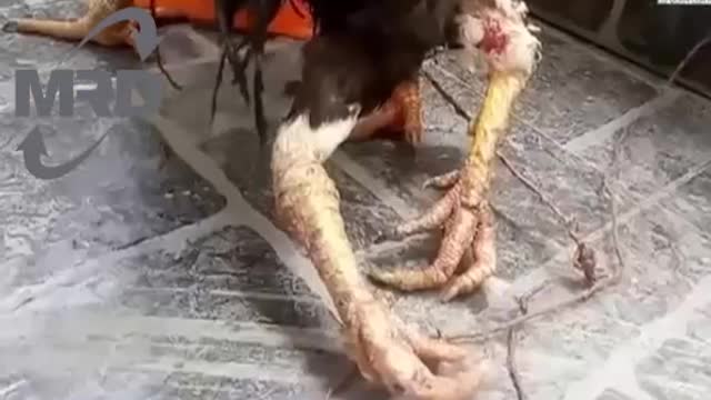 Chicken has four legs in amazing chicken video with freak deformity in Vietnam