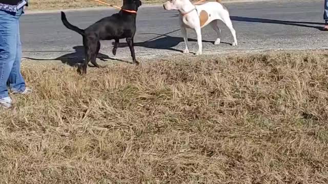 #1 black lab female January #43 white pit mix female December 2021