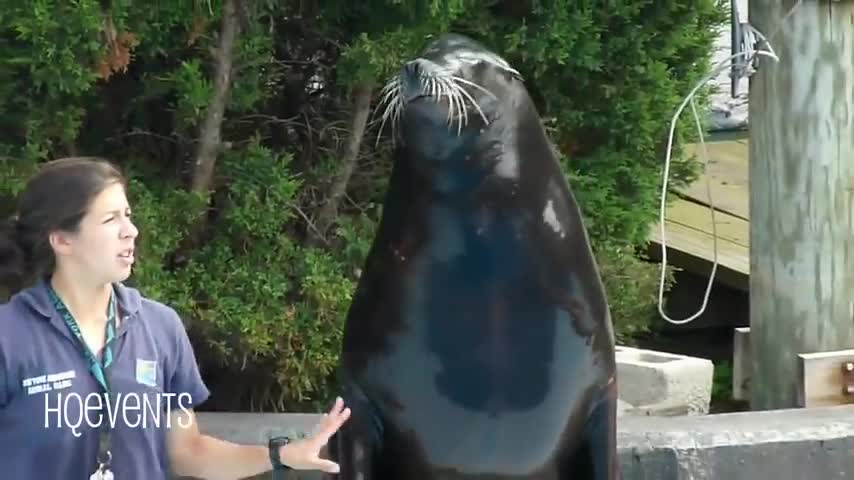 Smart cute sea lion