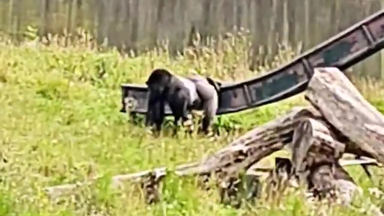 Ever seen a silverback gorilla going down a slide #silverback #gorilla #slide