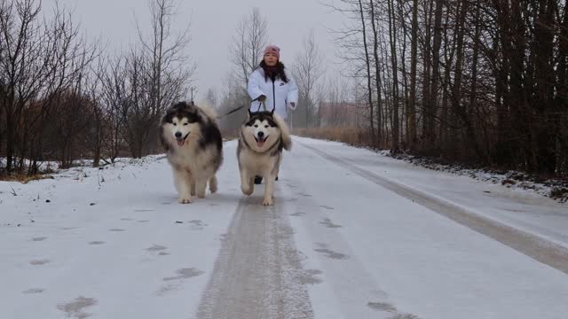 Pet therapy: Animals as healers.