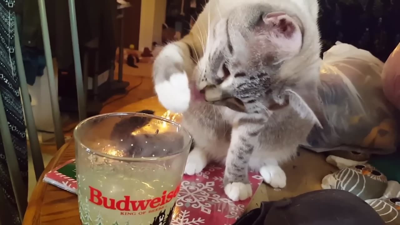 THE BEST CUTE AND FUNNY CAT VIDEOS !