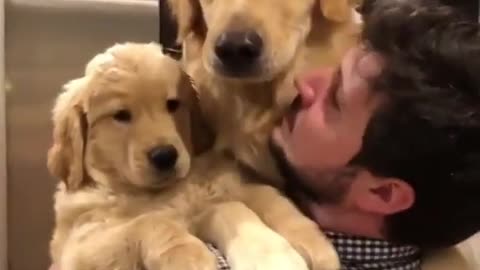 Sweet dogs share with owner in heartwarming reunion