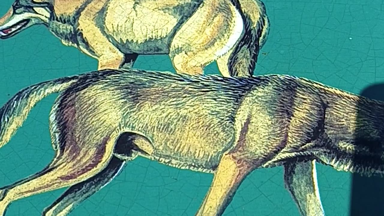 Spanyol Csapatás Reloaded 11. - Macho spanyol fauna