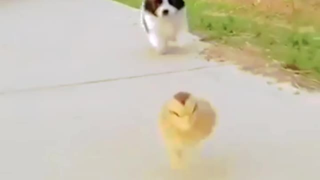 Cute puppy 🐕🐶and Baby chicken 🐤🐔🐓🐣🐥running videos । #Animals04