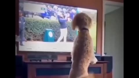 Funny Animals Video #Cute Animals Movements #Funny Animals reels