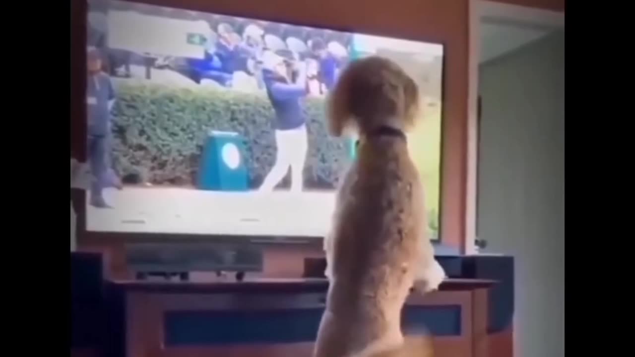 Funny Animals Video #Cute Animals Movements #Funny Animals reels