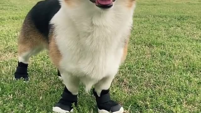 Testing out the new kicks from the first design-driven dog shoe