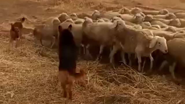 Dogs and sheep.