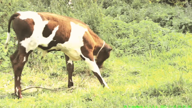 dairy cow