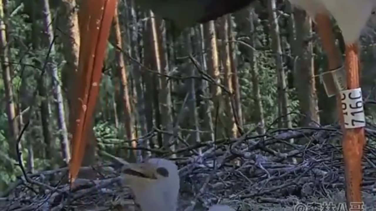 bird feeding its young