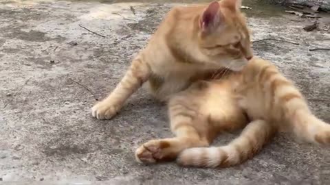 Funny cat video ,🐱 like and subscribe