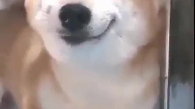 Algo que é feliz