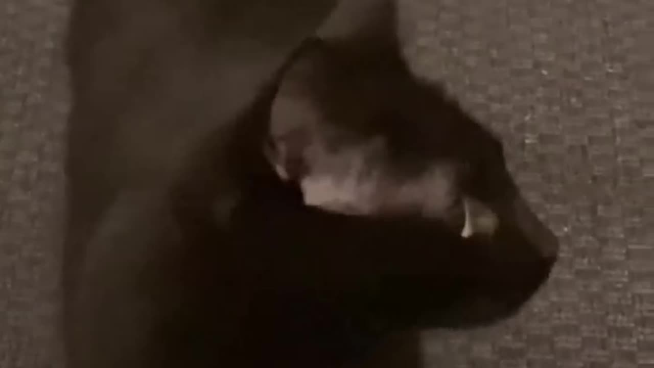 Funny Animals - Funny Cats and Dogs - Funny Animal Videos 2023🤣