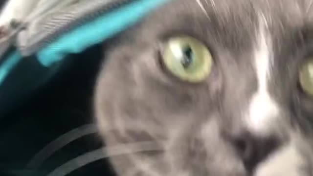 Cat back pack person now