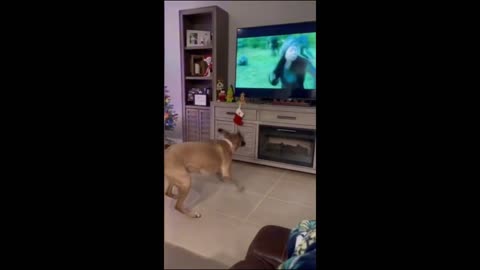 funny cat and dog video