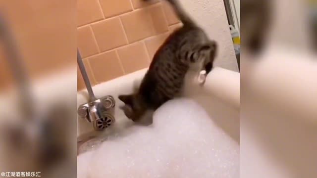 The cat has a bath
