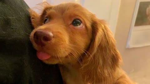 Delightful and Funny Animal Videos for You to Enjoy in 2024.