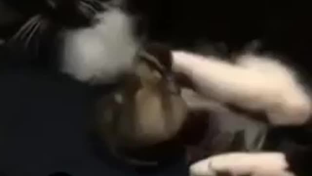 cats most funny videos