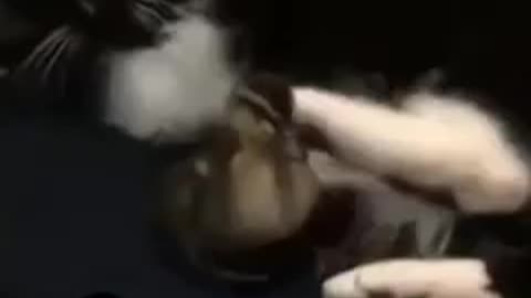 cats most funny videos