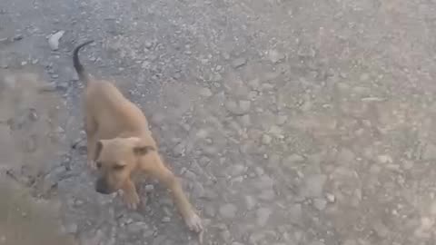 The cute dog 🐕