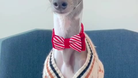funny dog videos 2021 | funny dog videos