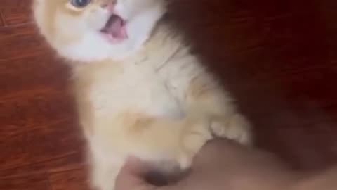 Cut funny baby cat