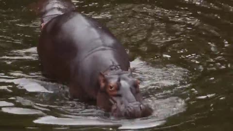 A hippopotamus