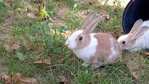 cute rabbit | cute animals video compilation | baby bunny-10