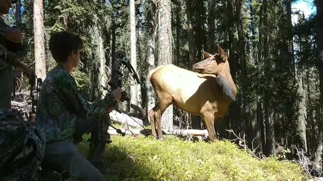 Cow Elk Close Encounter While Hunting