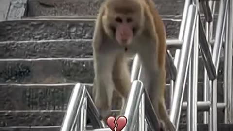 Monkey funny video