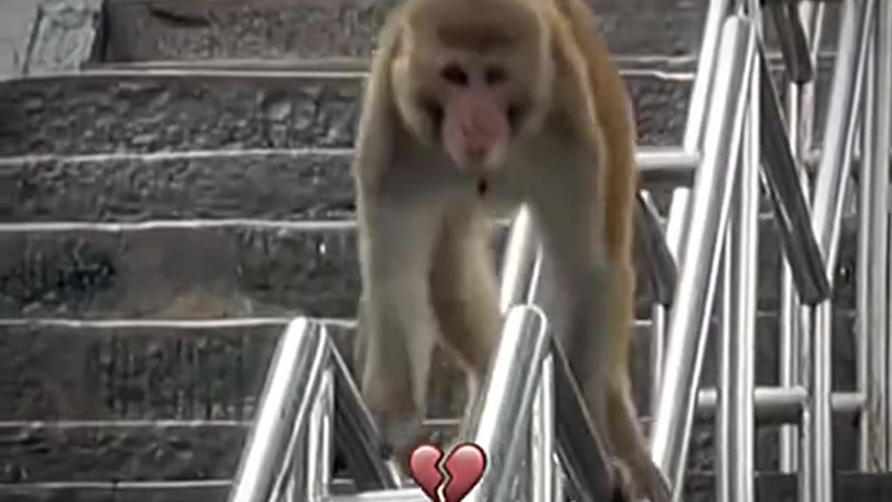 Monkey funny video