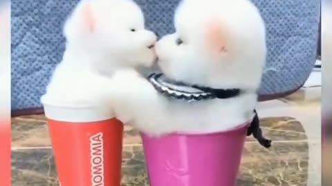 Cute and funny puppies