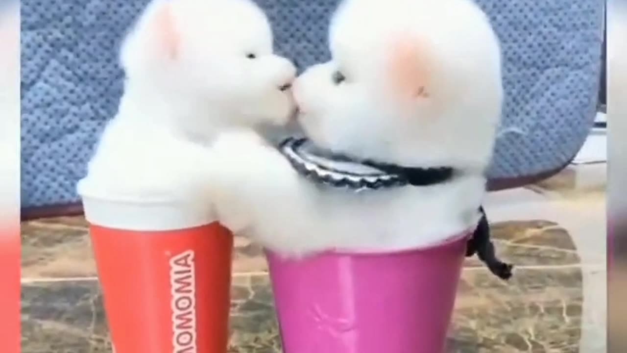 Cute and funny puppies