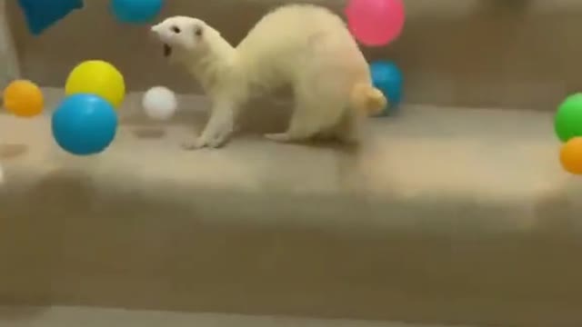 😱 Thera the Deaf Ferret gets a little ball pit surprise (WAIT FOR IT)