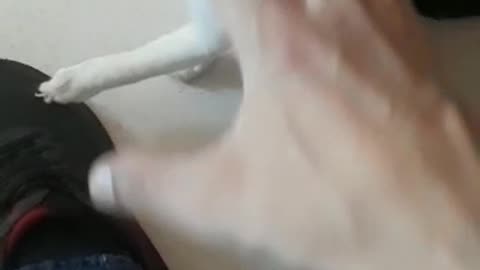My Mischievous Cat "Aang"