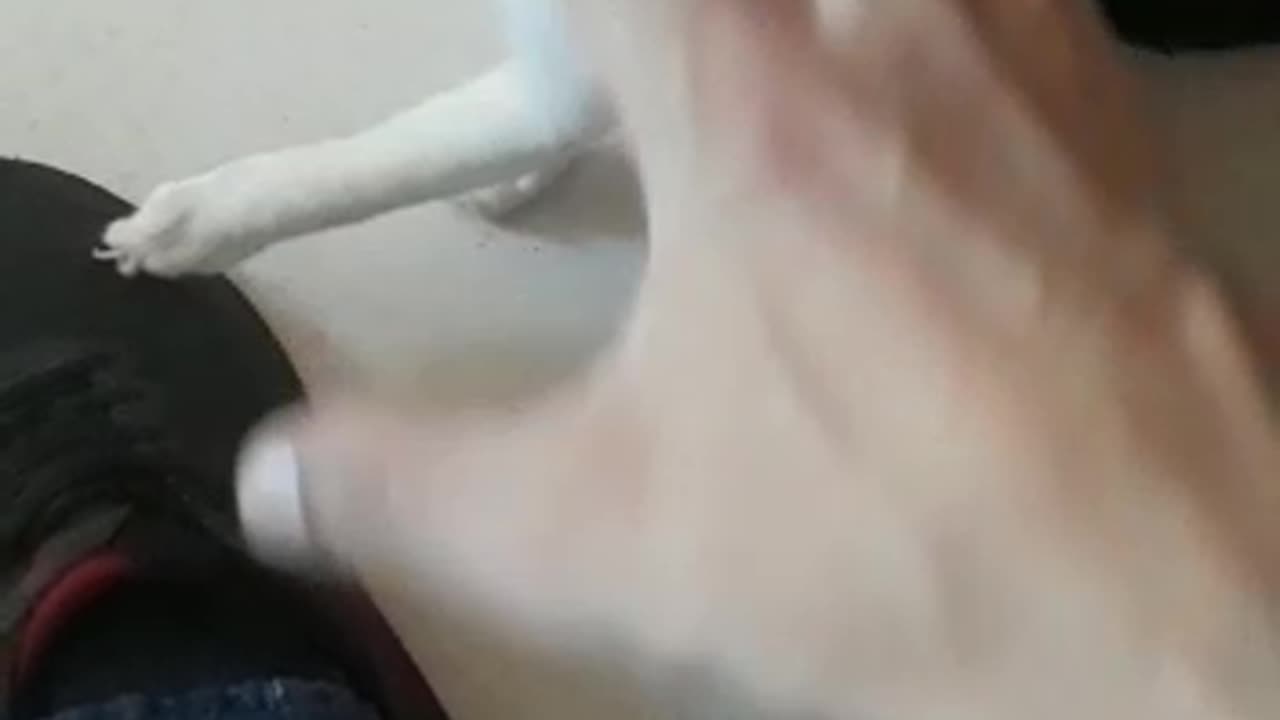 My Mischievous Cat "Aang"