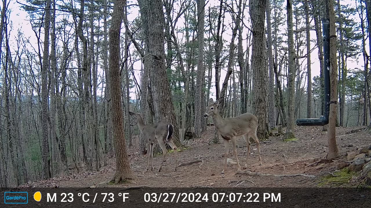 The Woods – 03/28/2024