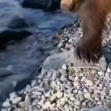 A man did a bear, what a foolish act saved the life of the man | wildlife animals