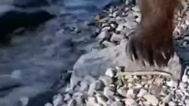 A man did a bear, what a foolish act saved the life of the man | wildlife animals