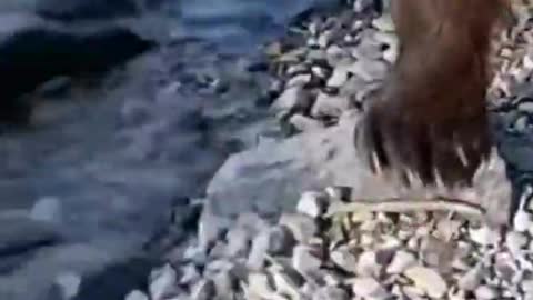 A man did a bear, what a foolish act saved the life of the man | wildlife animals